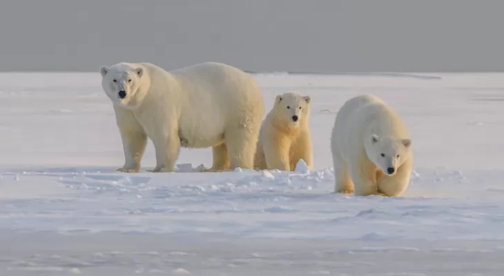 تغییرات اقلیمی عامل مرگ خرس های قطبی
