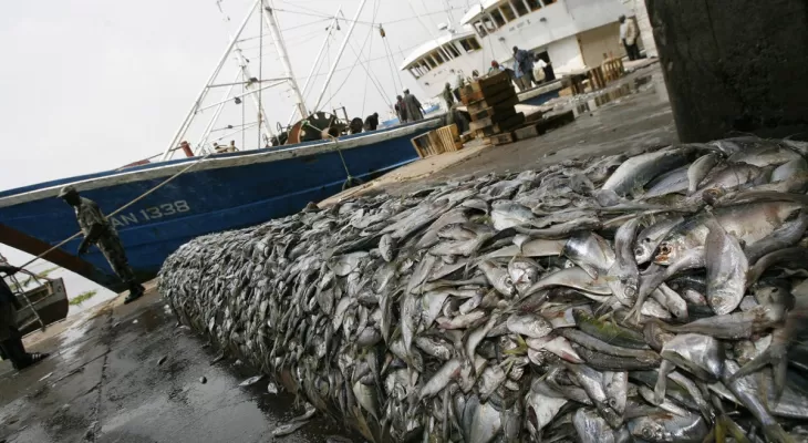 سیستان و بلوچستان پیشرو در تامین ماهیان صنعتی کشور