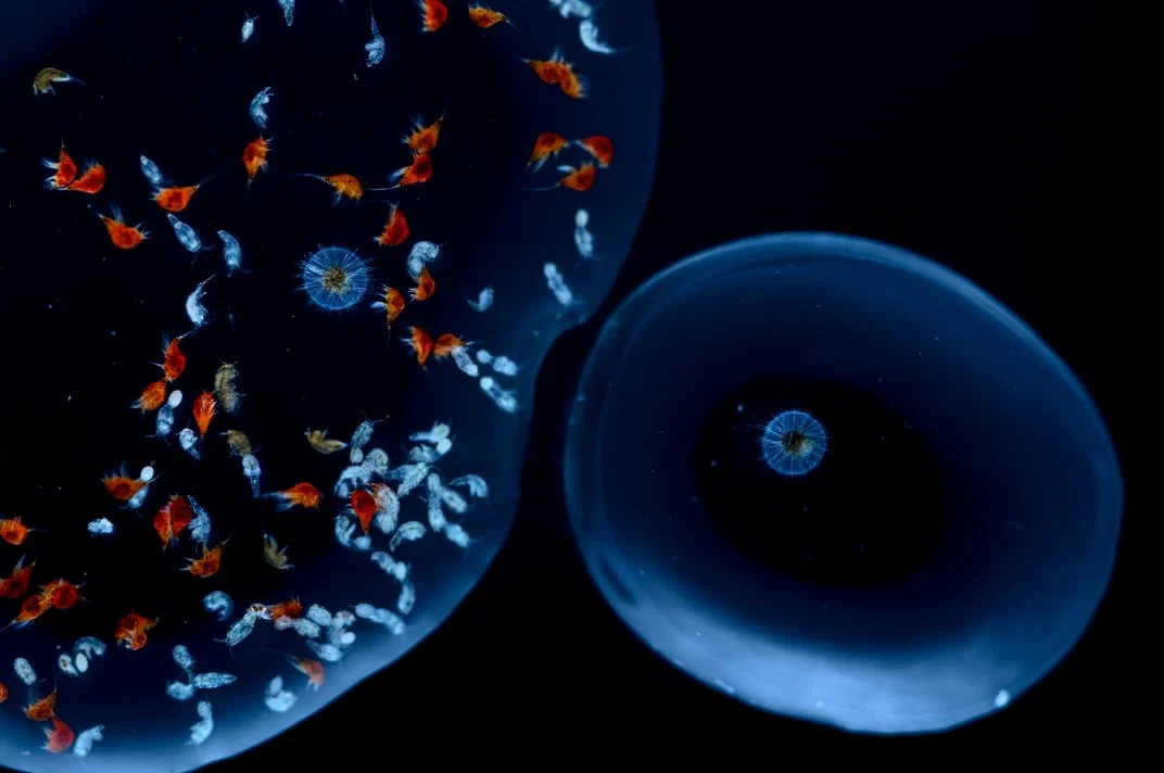 تصاویر استثنایی از حیات پلانکتون ها در قطرات آب دریا