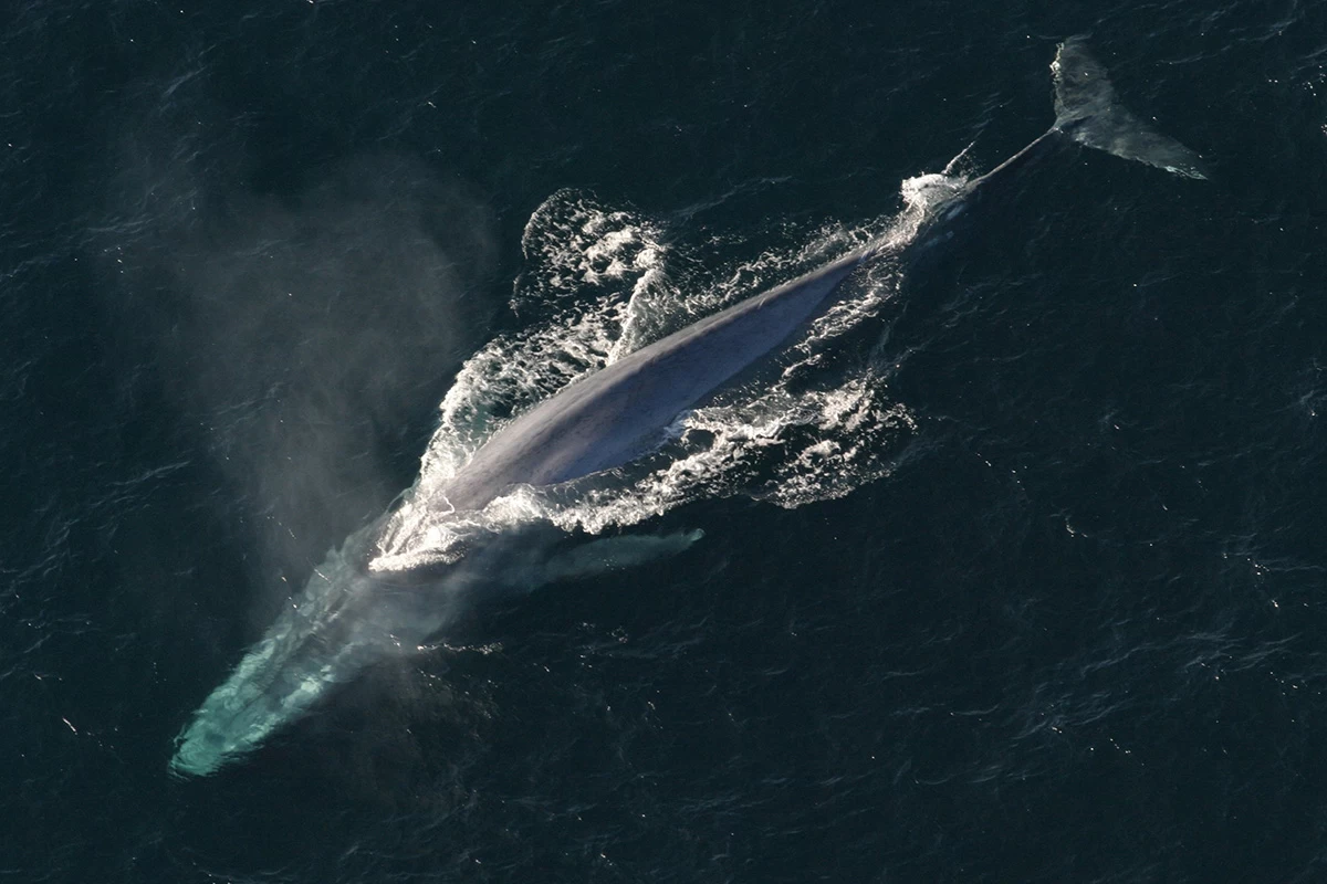 حقایق عجیب از نهنگ آبی + عکس