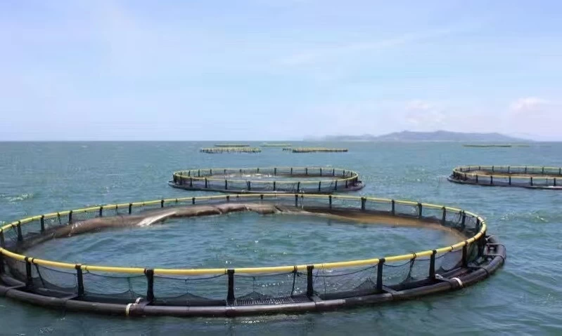 سرمایه گذاری در پرورش ماهی در قفس