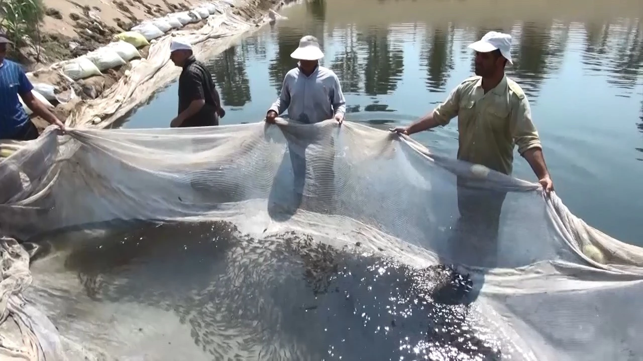 رها سازی 7 میلیون قطعه بچه ماهی در مازنداران