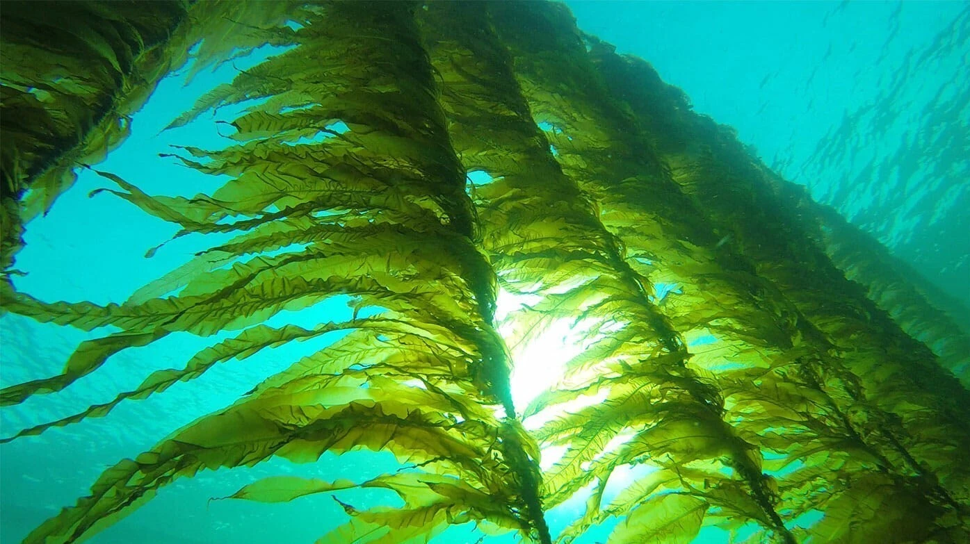 هدف گذاری تولید ۷۰۷ تن جلبک دریایی طی سال جاری