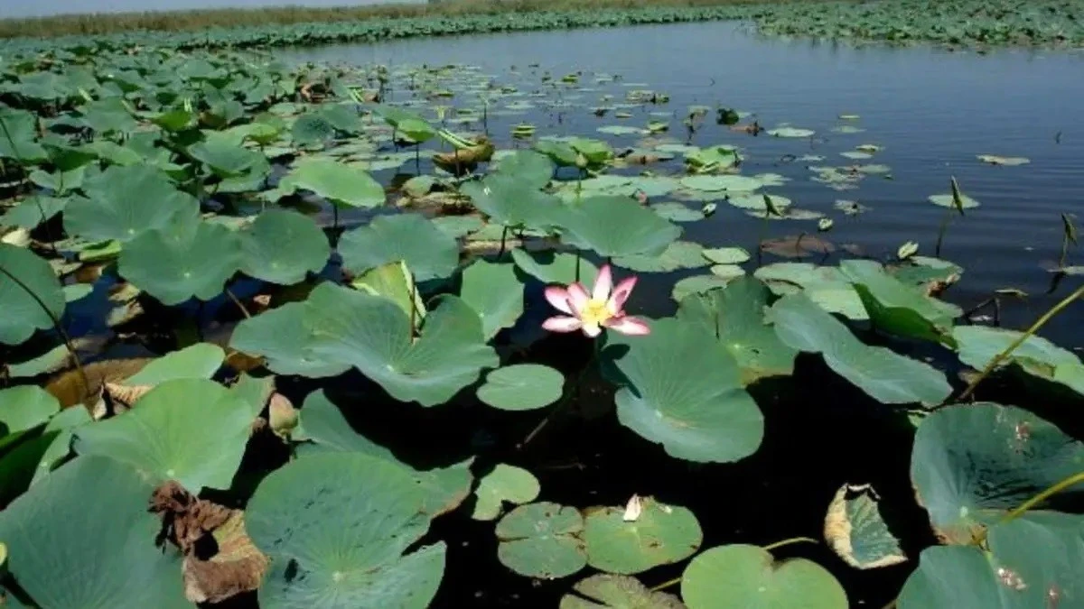 مراسم بزرگداشت 